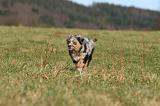 BERGER AUSTRALIEN PUPPIES 705